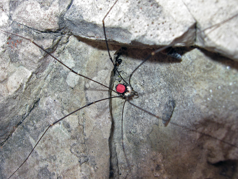 Leiobunum roseum: Dolomiti Bellunesi
